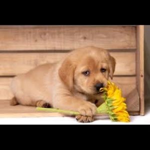 Meet your Posher, Lucille